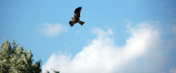 �y�ʐ^�zThe Peter Blau Best Poster Award����܂��܂����D(2009/04/22)